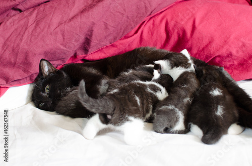 Black Cat Mom Feeding Her Young Litter Of Kittens Buy This Stock