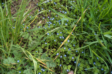 Blue flowers of veronica among tussocks of grass