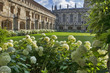 The New Building of Oxford Magdalen College with hydrangea
