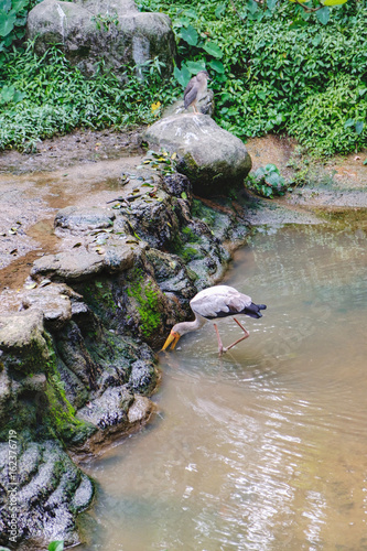 Fotografia Young Yellow-billed stork or Mycteria ibis looking for food in the pond of Kuala Lumpur Bird park, Malaysia