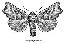 The Herald Moth Illustration, Drawing, Engraving, Ink, Line Art, Vector