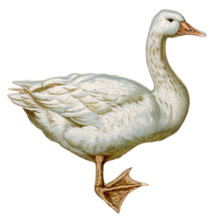 Goose - Victorian Scrap. Date: Late 19th Century