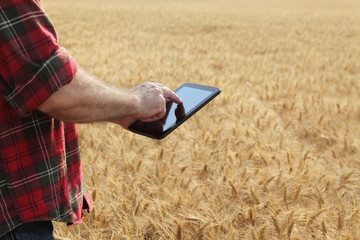 Wall Mural - Agronomist or farmer  inspecting quality of wheat plant field using tablet, ready for harvest