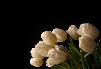 White tulips on a dark background