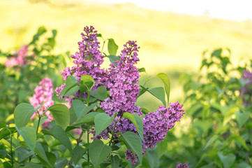 Beautiful blossoming of a lilac in the springtime.