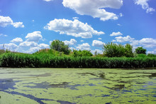 Scenic View Of Summer Sunny River With Duckweed On Water Surface. Nobody. Blue Sky And White Clouds.