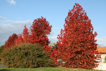 Sticker - Liquidambar en automne