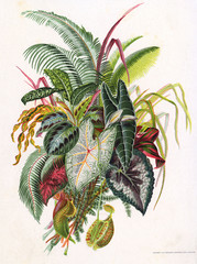 Wall Mural - Pretty Foliage. Date: 19th century