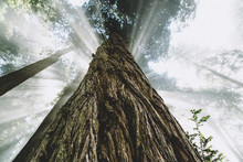 Northern California - Redwoods