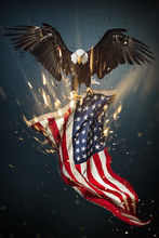 Bald Eagle With American Flag