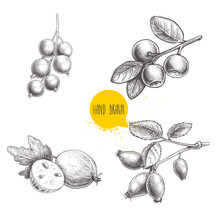 Hand Drawn Sketch Style Berries Set. Blueberry Branch, Rose Hip Branch, Black Or Red Currant And Gooseberries With Sliced Berry. Eco Berries Vector Illustration Isolated On White Background.