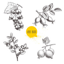 Hand Drawn Sketch Style Berry Branches Set. Blueberry Branch, Rose Hip Branch, Black Or Red Currant And Gooseberries With Sliced Berry. Eco Berries Vector Illustration Isolated On White Background.