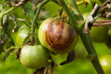 Diseases Of Tomato. Tomato Stricken Phytophthora (Phytophthora Infestans) In Vegetable Garden Close Up.