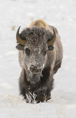 Wall Mural - BISON IN DEEP SNOW STOCK IMAGE