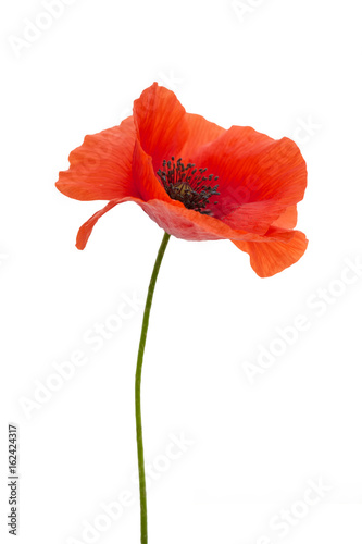 Photo: bright red poppy flower isolated on white bright red poppy flower isolated on white