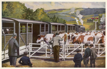Wall Mural - Loading Cattle. Date: circa 1935