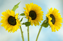 Three Sunflowers On A Blue Background 