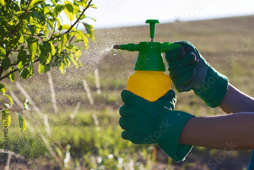 Fotografía Woman with gloves spraying a leaves of fruit tree against plant diseases and pests