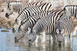 Fototapeta  - Zebras at a waterhole in Serengeti National Park, Tanzania