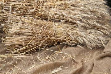 Wall Mural - Mature ears of wheat on   jute fabric