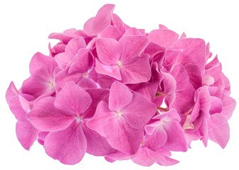 Fotomurales - Pink hydrangea flower