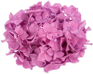 Fotomurales - Pink hydrangea flower