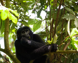 Wall Mural - Bwindi Impenetrable Forest Mountain Gorillas, Uganda