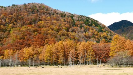 Wall Mural - mountain and forest in autumn at nikko