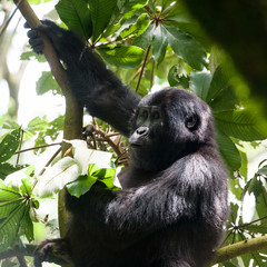 Wall Mural - Bwindi Impenetrable Forest Mountain Gorillas, Uganda