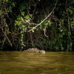 Wall Mural - Lake Mburo Park, Uganda