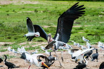 Wall Mural - Lake Mburo Park, Uganda