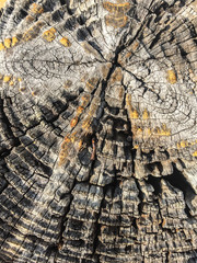 Tree Trunk Closeup Texture