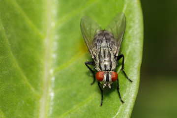 Image of a flies (Diptera) on green leaves. Insect Animal