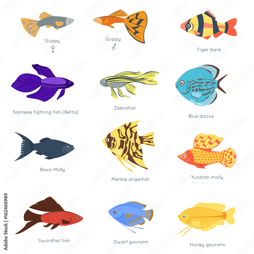Exotic tropical fish different colors underwater ocean species aquatic  nature flat isolated vector illustration Stock Vector | Adobe Stock, image size:1000x1000