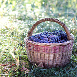 Fototapeta Lawenda - Dark grapes in a basket. Grape harvesting.