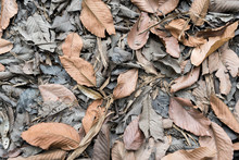 Dry Leaves Fall On The Ground