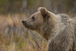 Portrait of Brown Bear in Nordic forest