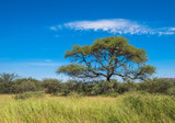 Fototapeta Sawanna - Tree in savannah, classic african landscape