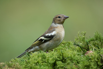 Poster - a close full profile portrait of a single female chaffinch perched standing looking alert on a mossy ground covering