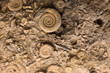 Fossils in stone