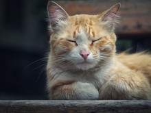Redhead Sleepy Cat On A Wooden Bench. Portrait