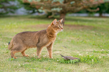 Wall Mural - Abyssinian cat hunts a bird in the open air