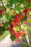 Red currant
