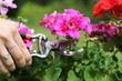 kobieta ucina różowy kwiat sekatorem