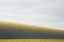 Rows Of Commercially Grown Poplar Trees. 