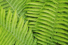 Full Frame Close Up Of Fern Fronds.