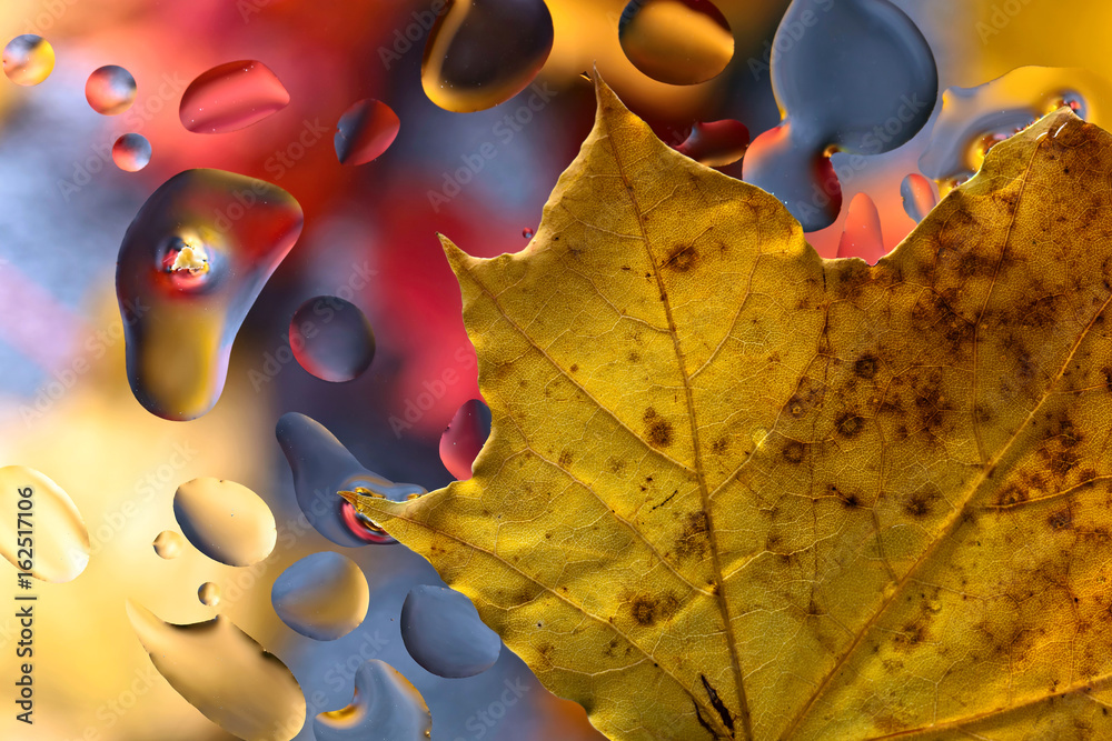  Autumn background with leaves and  water drops