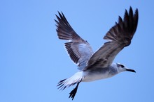 Seagull Soaring High In The Outer Banks