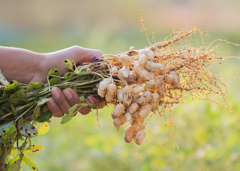 fresh peanuts