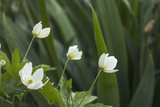 Fototapeta Maki - Beautiful white flowers of anemones against the background of green leaves.